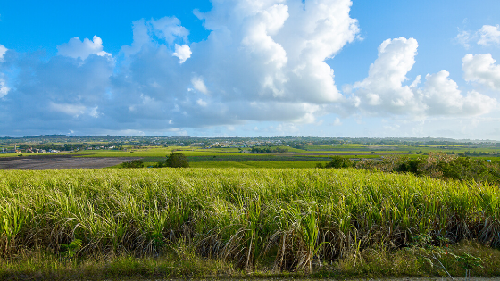 the estate view